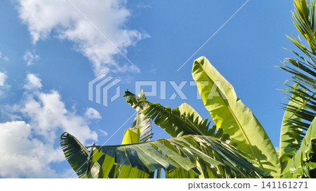Green Banana Leaves Against Bright Blue Sky with White Clouds Green Banana Leaves Against Bright Blue Sky with White Clouds 141161271