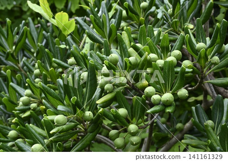 Pittosporum tobira growing on the seashore Pittosporum tobira growing on the seashore 141161329