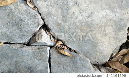Dry Autumn Leaves Scattered on Cracked Concrete Surface 141161396