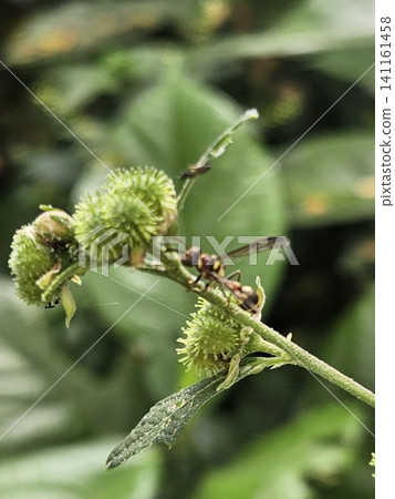 This is an ant on a green leaf with a micro lens This is an ant on a green leaf with a micro lens 141161458