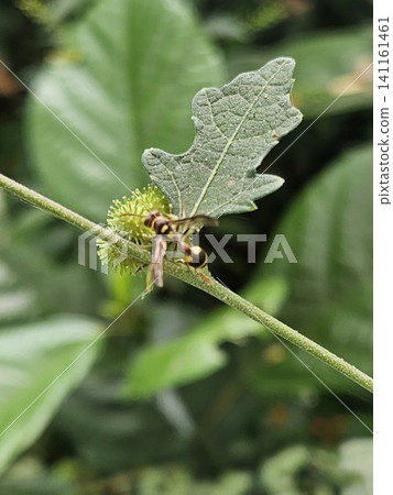 This is an ant on a green leaf with a micro lens This is an ant on a green leaf with a micro lens 141161461