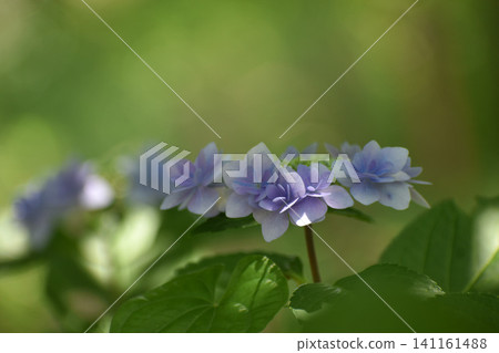 紫色繡球花 紫色繡球花 141161488