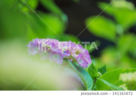 繡球 繡球 141161672