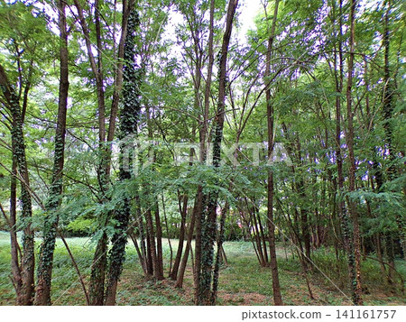 Dense Forest with Ivy-Covered Trees and Green Foliage. 141161757