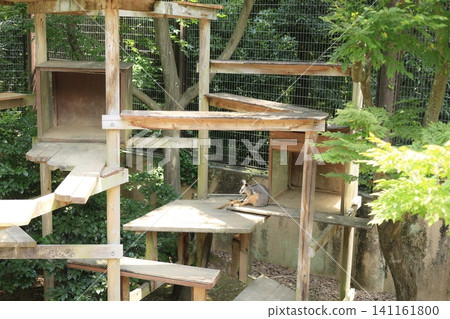 埼玉兒童動物園的沙袋鼠 埼玉兒童動物園的沙袋鼠 141161800
