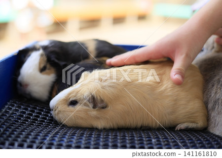 Petting a guinea pig Petting a guinea pig 141161810