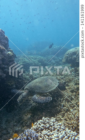 A critically endangered hawksbill sea turtle (Eretmochelys imbricata) glides over a coral reef, surrounded by diverse marine life in hazy plankton rich water. Dauin, Philippines A critically endangered hawksbill sea turtle (Eretmochelys imbricata) glides over a coral reef, surrounded by diverse marine life in hazy plankton rich water. Dauin, Philippines 141161999