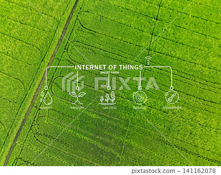 Green rice field enhanced by Internet of Things, where advanced sensors measure sunlight, temperature, humidity, and moisture to support precision agriculture and sustainable farming practices. 141162078