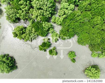 Carbon capture concept. Aerial top view of green mangrove forest. Natural carbon sinks. Mangroves capture CO2 from the atmosphere. Blue carbon ecosystems. Mangroves absorb carbon dioxide emissions. Carbon capture concept. Aerial top view of green mangrove forest. Natural carbon sinks. Mangroves capture CO2 from the atmosphere. Blue carbon ecosystems. Mangroves absorb carbon dioxide emissions. 141162080