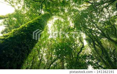 Looking up view of tree trunk to green leaves of tree in forest with sun light. Fresh environment in green woods. Forest tree on sunny day. Natural carbon capture. Sustainable conservation and ecology 141162191