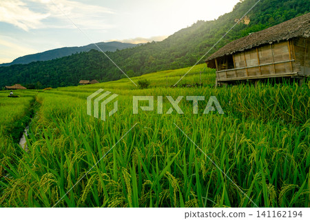 Landscape of green rice terraces amidst mountain agriculture. Travel destinations in Chiangmai, Thailand. Terraced rice fields. Traditional farming. Asian food. Thailand tourism. Nature landscape. Landscape of green rice terraces amidst mountain agriculture. Travel destinations in Chiangmai, Thailand. Terraced rice fields. Traditional farming. Asian food. Thailand tourism. Nature landscape. 141162194