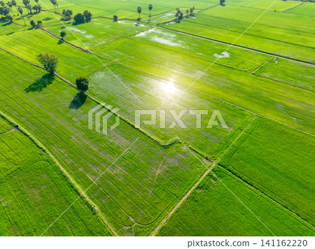 Aerial view of green rice field. Above view of agricultural field. Rice plants. Natural pattern of green rice farm. Nature landscape. Sustainable agriculture. Carbon neutrality. Green environment. 141162220