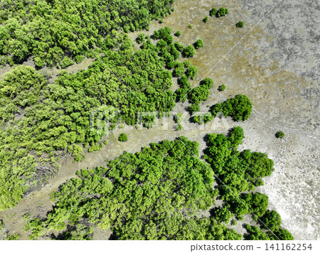 Green mangrove forest with morning sunlight. Mangrove ecosystem. Natural carbon sinks. Mangroves capture CO2 from the atmosphere. Blue carbon ecosystems. Mangroves absorb carbon dioxide emissions. Green mangrove forest with morning sunlight. Mangrove ecosystem. Natural carbon sinks. Mangroves capture CO2 from the atmosphere. Blue carbon ecosystems. Mangroves absorb carbon dioxide emissions. 141162254