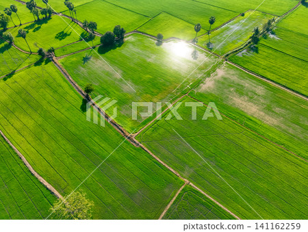 Aerial view of green rice field with trees in Thailand. Above view of agricultural field. Rice plants. Natural pattern of green rice farm. Beauty in nature. Sustainable agriculture. Carbon neutrality. Aerial view of green rice field with trees in Thailand. Above view of agricultural field. Rice plants. Natural pattern of green rice farm. Beauty in nature. Sustainable agriculture. Carbon neutrality. 141162259