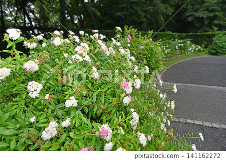 Spiraea flowers adorn the walking paths: A lush hedge of Spiraea blooms in Nanatsudo Park, Mito City. 141162272