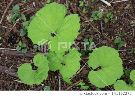 Large green butterbur leaves growing on the ground Large green butterbur leaves growing on the ground 141162273