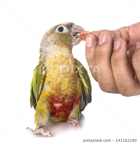 Green-cheeked parakeet in studio Green-cheeked parakeet in studio 141162280
