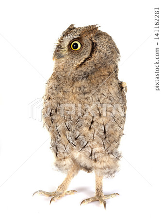 Eurasian scops owl 141162281