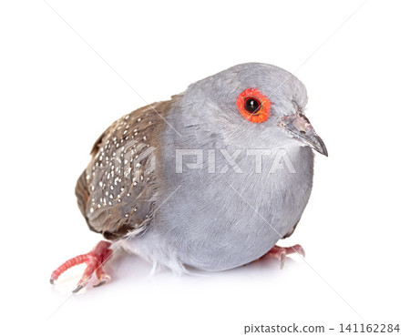 Diamond dove in studio Diamond dove in studio 141162284