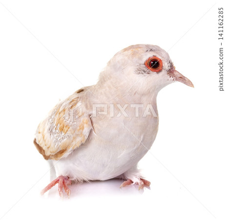 Diamond dove in studio Diamond dove in studio 141162285