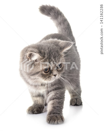 exotic shorthair kitten 141162286