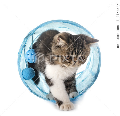 exotic shorthair kitten exotic shorthair kitten 141162287