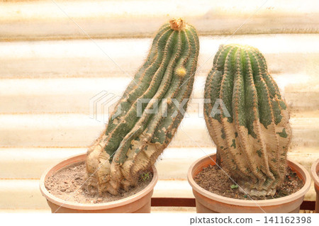 Columnar cacti plant on pot in farm Columnar cacti plant on pot in farm 141162398