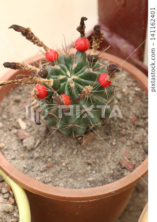 Thelocactus setispinus cactus plant on nursery 141162401