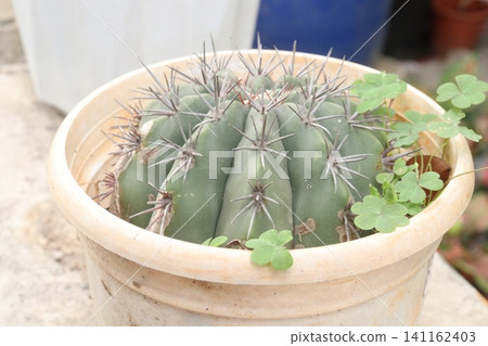 Echinocactus cactus plant on pot in farm for sell Echinocactus cactus plant on pot in farm for sell 141162403
