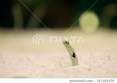 Spotted Garden Eel Peeking from Sand on Ocean Floor Spotted Garden Eel Peeking from Sand on Ocean Floor 141162470