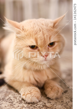 Cute Orange Cat with Sad Expression Lying on Ground Close-Up Cute Orange Cat with Sad Expression Lying on Ground Close-Up 141162473