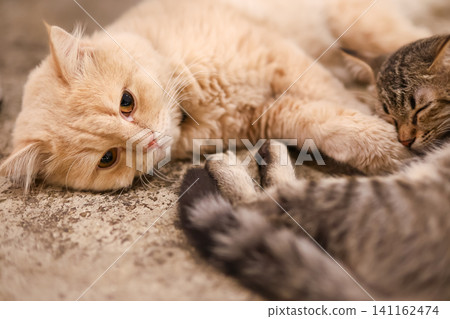 Two Cats Lying Together Orange Cat and Tabby Cat Bonding Two Cats Lying Together Orange Cat and Tabby Cat Bonding 141162474