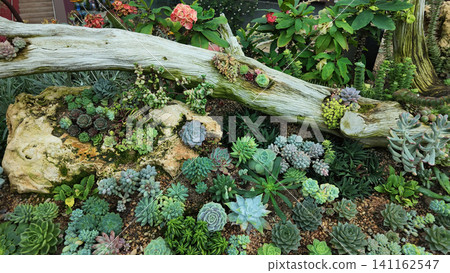 Succulent plants grow around a log in a garden setting Succulent plants grow around a log in a garden setting 141162547