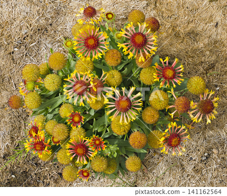flourishing Indian blanket 141162564