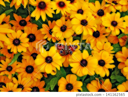 black-eyed Susan with a butterfly 141162565
