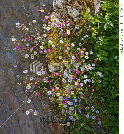flourishing Spanish daisy flourishing Spanish daisy 141162566