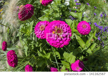 blossoms of an elegant zinnia blossoms of an elegant zinnia 141162567