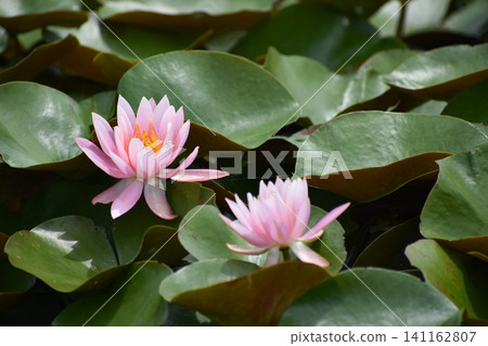 Water lilies Water lilies 141162807