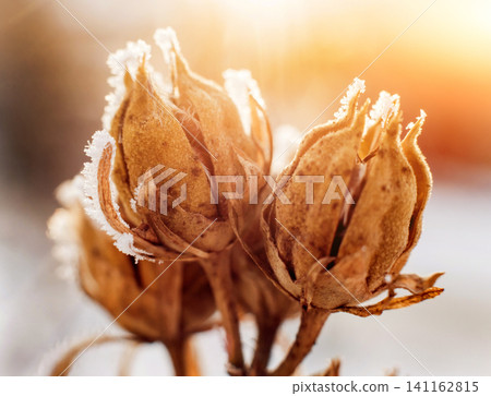 Thistle in snow. Beautiful background. Thistle in snow. Beautiful background. 141162815