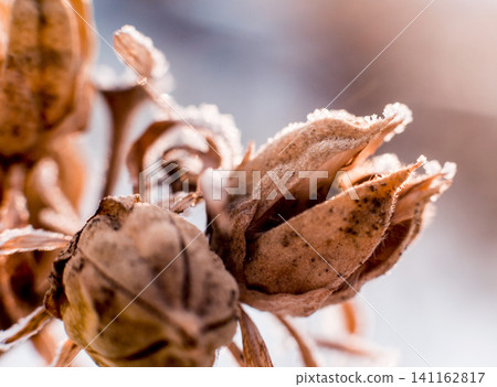 Thistle in snow. Beautiful background. Thistle in snow. Beautiful background. 141162817