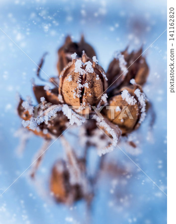 Thistle in snow. Beautiful background. Thistle in snow. Beautiful background. 141162820