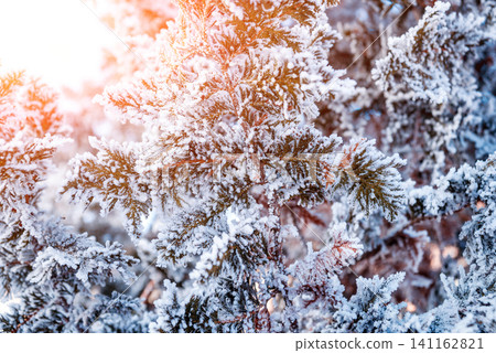 Spruce branch in the snow. Beautiful background. Spruce branch in the snow. Beautiful background. 141162821