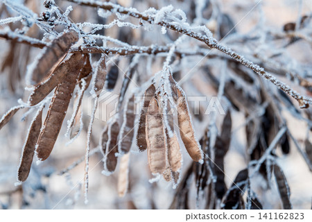 Spruce branch in the snow. Beautiful background. Spruce branch in the snow. Beautiful background. 141162823