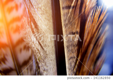 Feather birds close-up. Macro photography. Feather birds close-up. Macro photography. 141162850