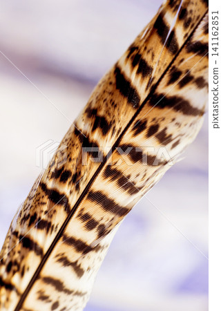 Feather birds close-up. Macro photography. Feather birds close-up. Macro photography. 141162851