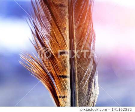Feather birds close-up. Macro photography. Feather birds close-up. Macro photography. 141162852