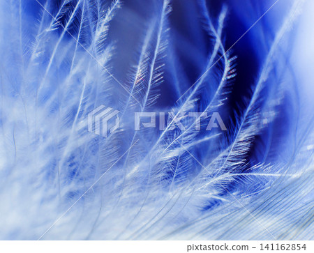 Feather birds close-up. Macro photography. Feather birds close-up. Macro photography. 141162854
