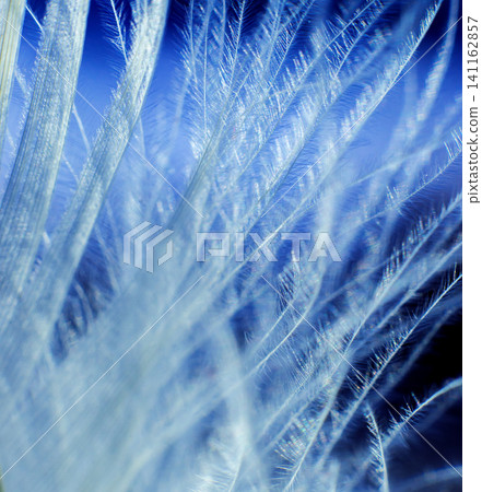 Feather birds close-up. Macro photography. Feather birds close-up. Macro photography. 141162857