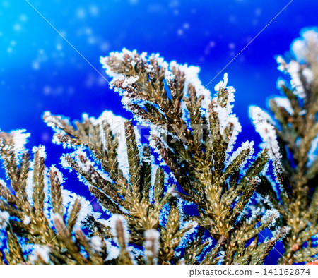 Spruce branch in the snow. Beautiful background. Spruce branch in the snow. Beautiful background. 141162874