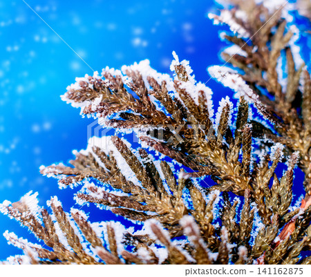 Spruce branch in the snow. Beautiful background. Spruce branch in the snow. Beautiful background. 141162875